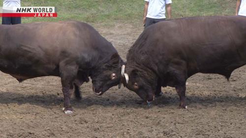 Hometown Stories Season 14 Episode 3 - Bull Battles – A Community's Beloved Tradition