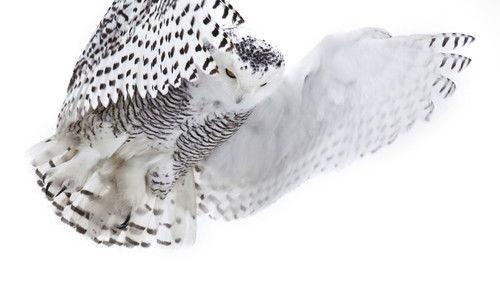 Nature Season 31 Episode 2 - Magic of the Snowy Owl
