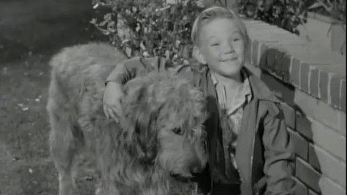 Hazel Season 1 Episode 7 - A Dog for Harold