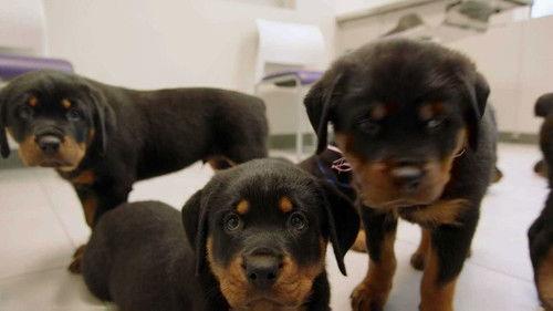 The Vet Life Season 1 Episode 7 - Training Day