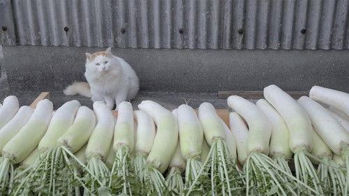 A Cat's-Eye View of Japan Season 4 Episode 5 - Kumamoto: Food and Exercise on Yushima