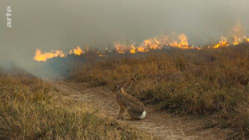 Serengeti - La grande cavalcade des animaux Season 1 Episode 3 - Episode 3