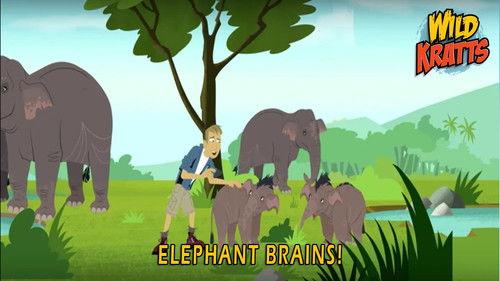 Wild Kratts Season 5 Episode 8 - Elephant Brains