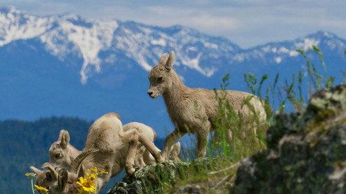 Nature Season 40 Episode 4 - Born in the Rockies 01: First Steps