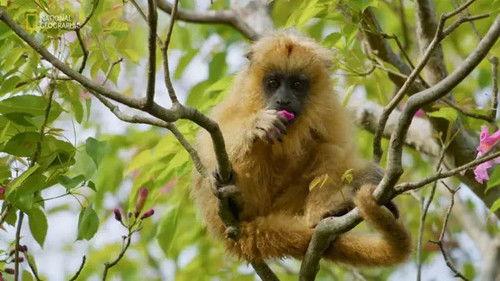 Wild Argentina: Extreme Earth Season 1 Episode 3 - Land of Waters