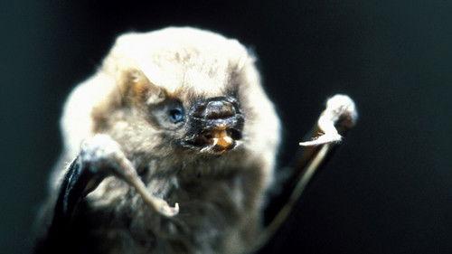 Nature Season 21 Episode 4 - Bloody Suckers