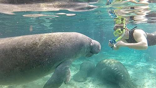 How Do Animals Do That? Season 1 Episode 9 - Cheesy Mice and Flatulent Manatees