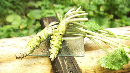 Japanology Plus mini Season 2 Episode 13 - Wasabi