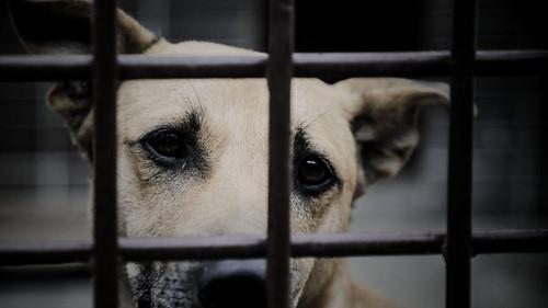 Our World Season 17 Episode 4 - Inside the Illegal Puppy Trade