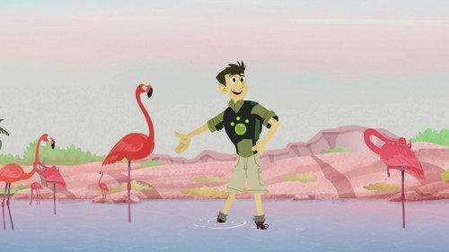 Wild Kratts Season 6 Episode 1 - Mystery of the Flamingo's Pink
