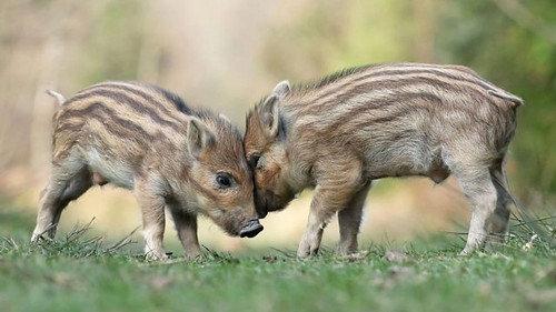 Springwatch Season 20 Episode 12 - Episode 12