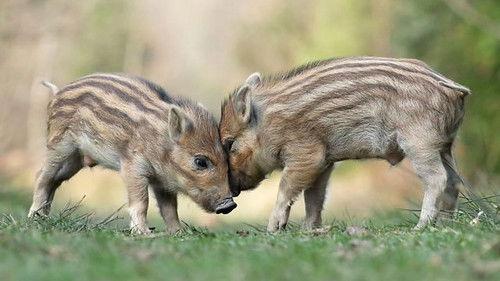 Springwatch Season 20 Episode 12 - Episode 12