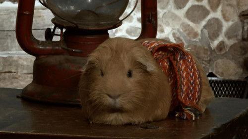 Cochon dingue Season 2 Episode 16 - Episode 16