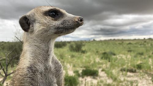 Meerkat Manor: Rise of the Dynasty Season 1 Episode 6 - The Outcast