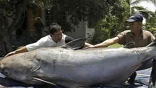 MonsterQuest Season 1 Episode 8 - Giant Fish