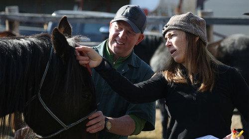 Dr. Oakley, Yukon Vet Season 4 Episode 4 - When Horses Fly