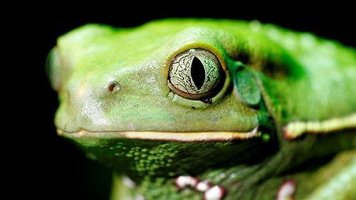 Life in Cold Blood Season 1 Episode 1 - The Cold Blooded Truth