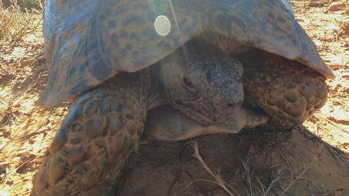 Alone Season 12 Episode 7 - Echoes of Emptiness