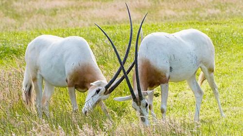 Animal Park Season 22 Episode 12 - Summer 2023: Episode 12