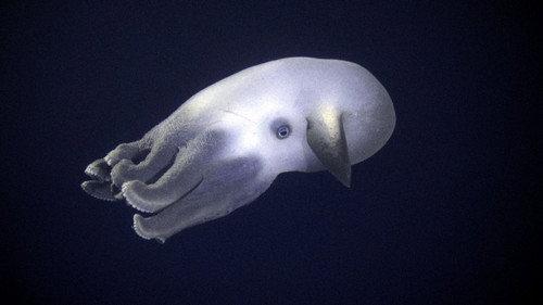 Planet Earth Season 1 Episode 11 - Ocean Deep