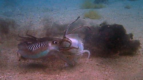 Animal Fight Night Season 6 Episode 3 - Eat, Prey, Kill