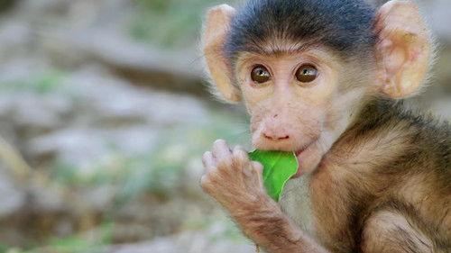 Mamas Season 1 Episode 11 - Baboon