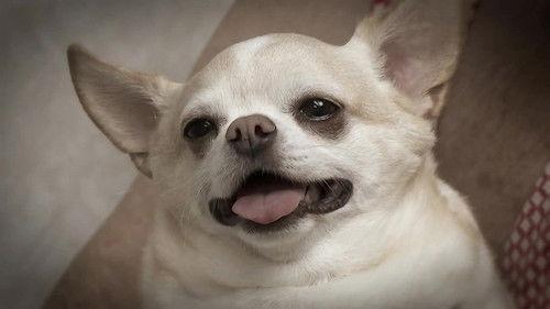 The Incredible Dr. Pol Season 14 Episode 9 - Good Wool Hunting