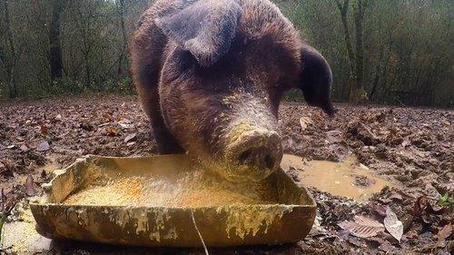 Moonshiners Season 10 Episode 13 - Hog Heaven