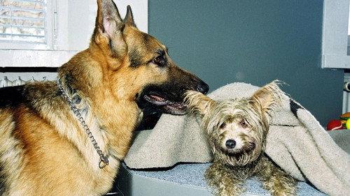 Inspector Rex Season 8 Episode 4 - Four Legged Witness
