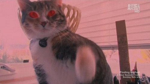 My Cat from Hell Season 4 Episode 8 - Chubs