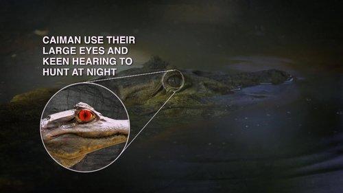 Naked and Afraid Season 11 Episode 8 - Blood, Sweat And Fears