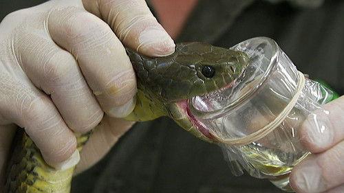 Catalyst Season 16 Episode 4 - Passport Facial Recognition, Anti-venom