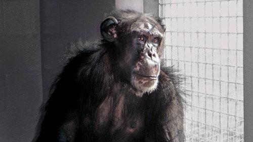 Nature Season 25 Episode 1 - Chimpanzees: an Unnatural History
