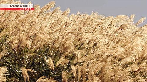 Magical Japanese Season 2 Episode 15 - Wind