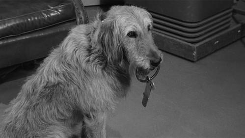 undefined Season 3 Episode 30 - Dogs, Dogs, Dogs