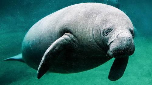 Jonahs dyreverden Season 2 Episode 2 - Episode 2