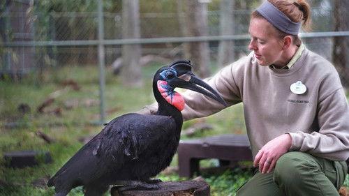 Magic of Disney's Animal Kingdom Season 1 Episode 4 - Meet the Mandrills