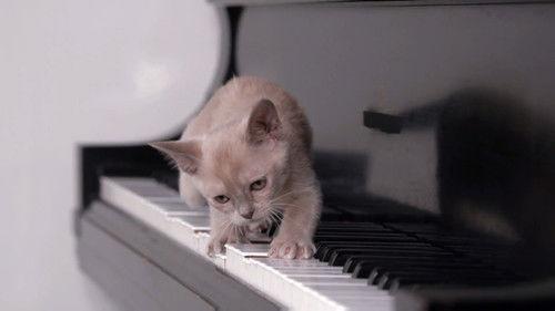 Too Cute Season 4 Episode 7 - Musical Kittens