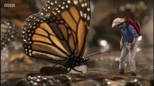 Andy's Wild Adventures Season 1 Episode 15 - Monarch Butterflies