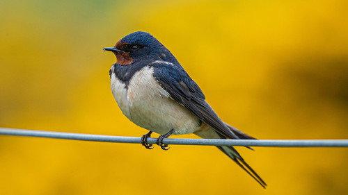 Springwatch Season 22 Episode 10 - Episode 10
