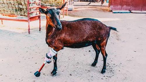 Background image for Scooter & Bella