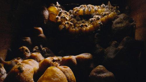 Secrets of the Bees Season 1 Episode 1 - The Hive