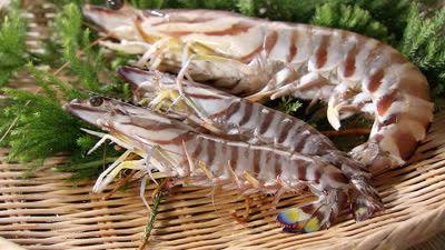 Background image for Kuruma-Ebi