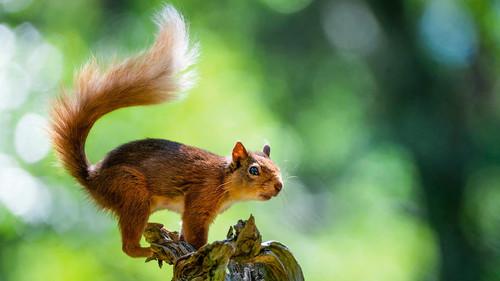 Wild Isles Season 1 Episode 2 - Woodland