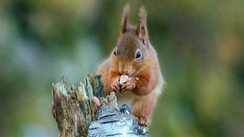 Countryfile Season 36 Episode 16 - Wild Britain