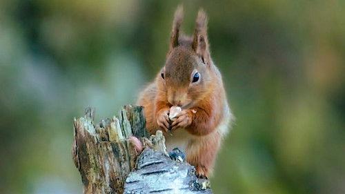 Countryfile Season 36 Episode 16 - Wild Britain