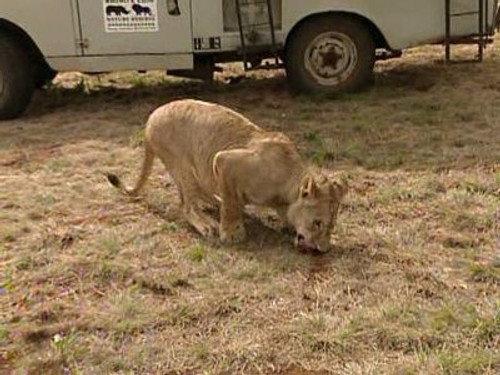 The Amazing Race Season 7 Episode 6 - Houston, We Have An Elephant