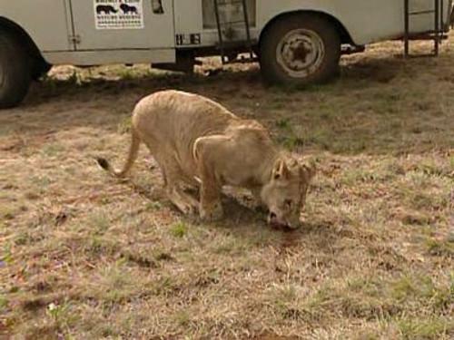 The Amazing Race Season 7 Episode 6 - Houston, We Have An Elephant