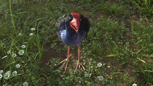 Bird's Eye View Season 1 Episode 4 - The Bird who Heard