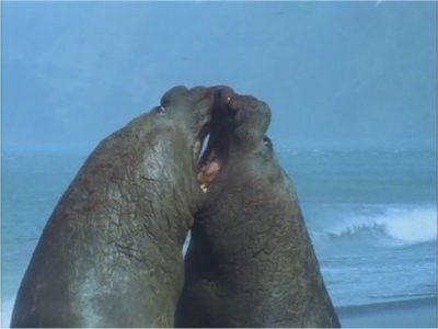 Life in the Freezer Season 1 Episode 2 - The Ice Retreats